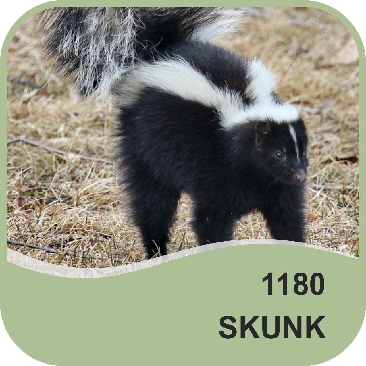 SKUNK ODOR NEUTRALIZER